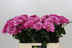 Dahlia Annamarie 60cm