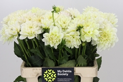 Dahlia Champagne 60cm