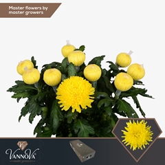 Chrysanth Single Pjotr 70cm 110gr.