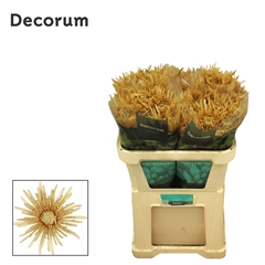 Chrysanth Single Cipria Salmon 70cm 90gr.