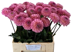 Dahlia Wizard Of Oz 50cm
