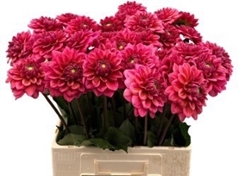 Dahlia Salmon Runner 60cm