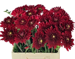 Dahlia Red Runner 60cm