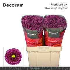 Chrysanth Santini Purpetta 55cm 54gr.