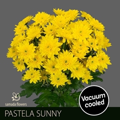 Chrysanth Spray Pastela Sunny 70cm 85gr.