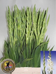 Gladiolus Serena 105cm 170gr.
