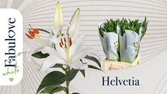 Lily Oriental Helvetia 70cm 4+