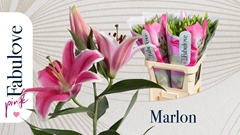 Lily Oriental Marlon 85cm 3+