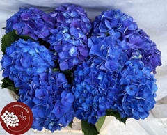 Hydrangea Royal Parade 65cm 12-14cm Hd