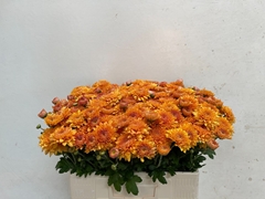 Chrysanth Spray Gompie Bronze 55cm 60gr.