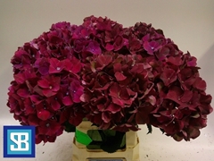 Hydrangea Pink Ruby 70cm 19-21cm Hd