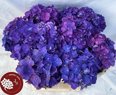 Hydrangea Rodeo Purple 70cm 17-19cm Hd