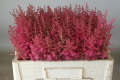 Astilbe Else Schluck 50cm