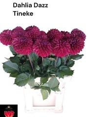 Dahlia Dazz Tineke 80cm