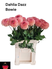 Dahlia Dazz Bowie 80cm