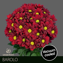 Chrysanth Spray Barolo 70cm 100gr.