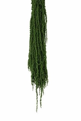 Amaranthus Caudatus Moss Green Per Bunch 70cm
