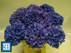 Hydrangea Royal Parade 60cm 15-17cm Hd