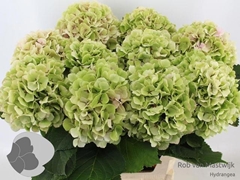 Hydrangea Verena Classic 80cm 19-21cm Hd