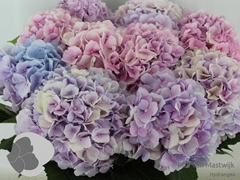 Hydrangea Verena Blue 80cm 20-22cm Hd