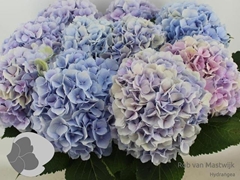Hydrangea Verena Blue 80cm 20-22cm Hd