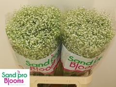 Gypsophila Paniculata Zinzi Discovery 80cm 35gr.