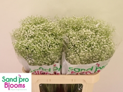 Gypsophila Paniculata Zinzi Discovery 70cm 15gr.