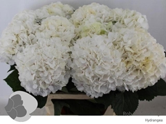 Hydrangea White Verena 80cm 19-21cm Hd