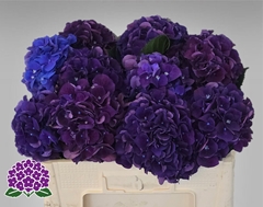 Hydrangea Royal King 50cm 11-13cm Hd