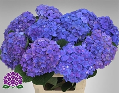 Hydrangea Royal Empire 60cm 13-15cm Hd