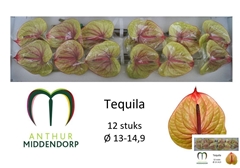Anthurium Tequila 13cm Hd