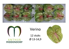 Anthurium Verino 13cm Hd