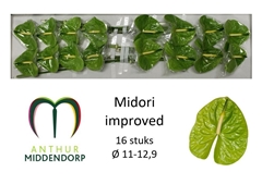 Anthurium Midori Improved 11cm Hd