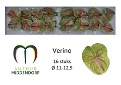 Anthurium Verino 11cm Hd