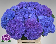 Hydrangea Royal Empire 60cm 16-18cm Hd