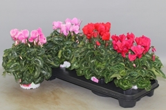 Cyclamen Super Serie Xl 13Ø 30cm