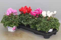 Cyclamen Super Serie Xl 13Ø 30cm
