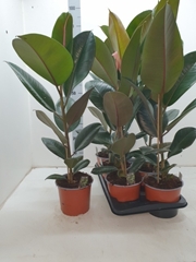 Ficus Robusta 17Ø 100cm
