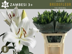 Lily Oriental Zambesi 75cm 3+