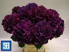 Hydrangea Royal King 70cm 16-18cm Hd