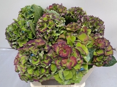 Hydrangea Royal Palace Classic 50cm 14-16cm Hd