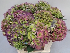 Hydrangea Royal Love Classic Blue 50cm 16-18cm Hd