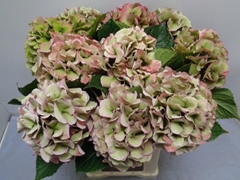 Hydrangea Royal Love Classic 60cm 16-18cm Hd