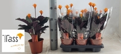 Calathea Crocata 14Ø 40cm