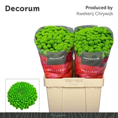 Chrysanth Santini Peptalk 55cm 52gr.