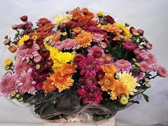 Chrysanth Spray Mix 50cm 65gr.