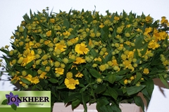 Helenium Kanaria 60cm