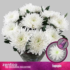 Chrysanth Single Topspin 70cm 85gr.