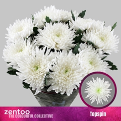 Chrysanth Single Topspin 70cm 85gr.