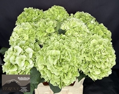Hydrangea White Verena Classic 60cm 16-18cm Hd